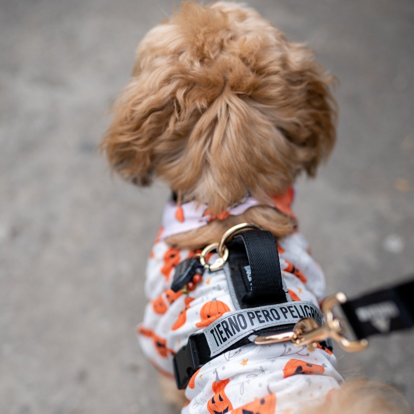 Arnés clásico - Negro