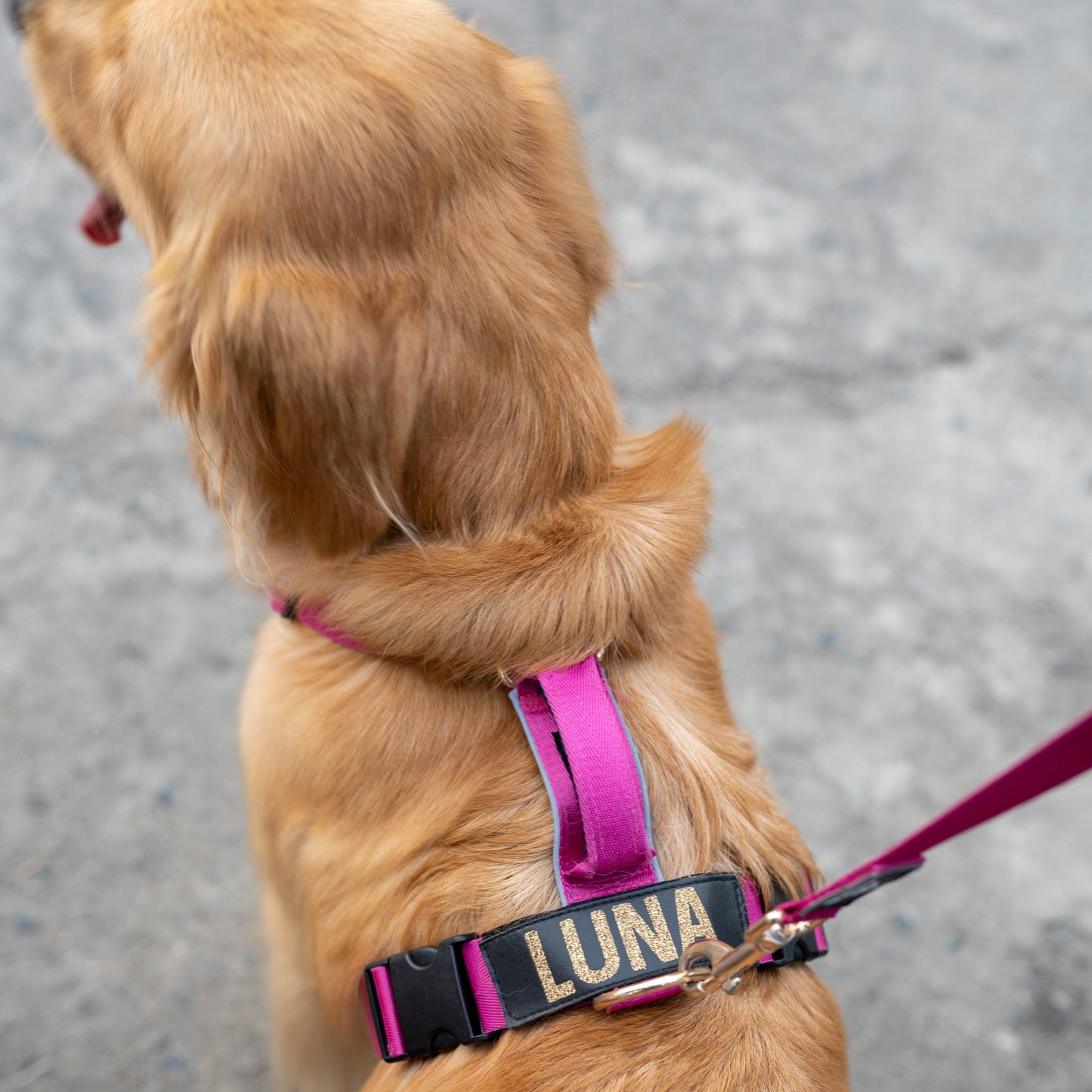 Arnés clásico - Fucsia