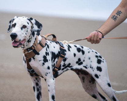 Correa clásica - Color Marrón metálico