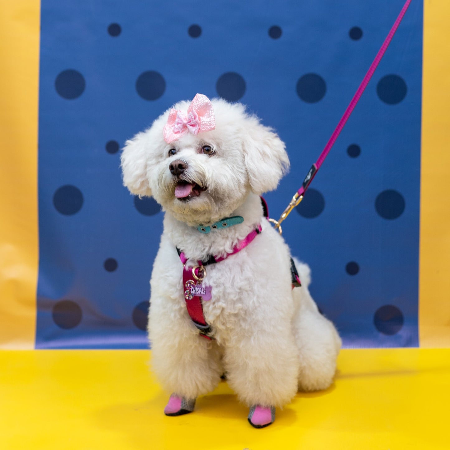 Arnés clásico - Fucsia