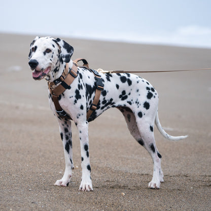 Arnés clásico - Marrón Metálico