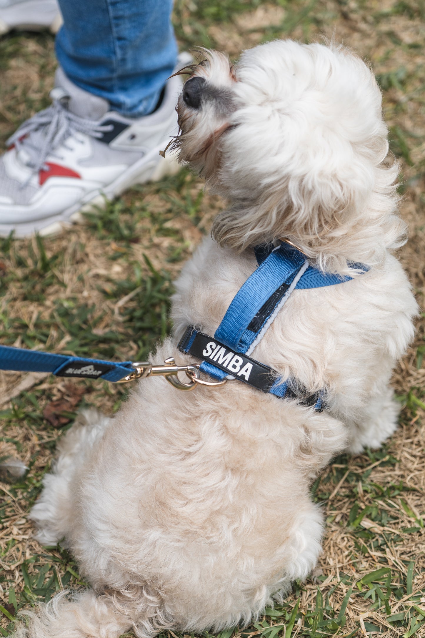 Arnés clásico - Azul acero