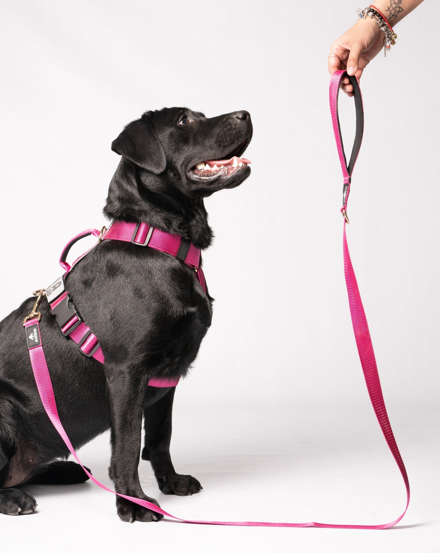 Correa clásica - Color Fucsia