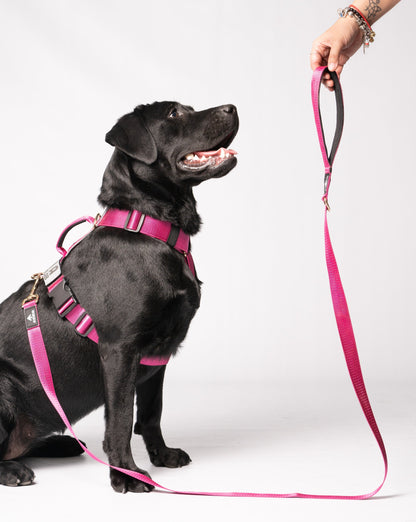 Correa clásica - Color Fucsia