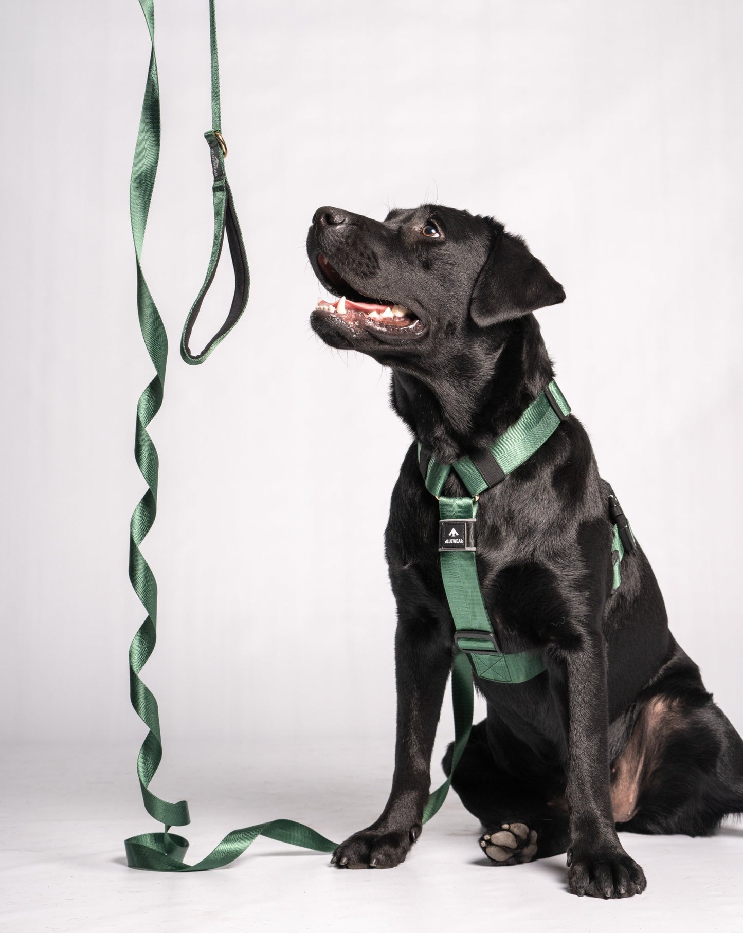 Correa clásica - Color Esmeralda