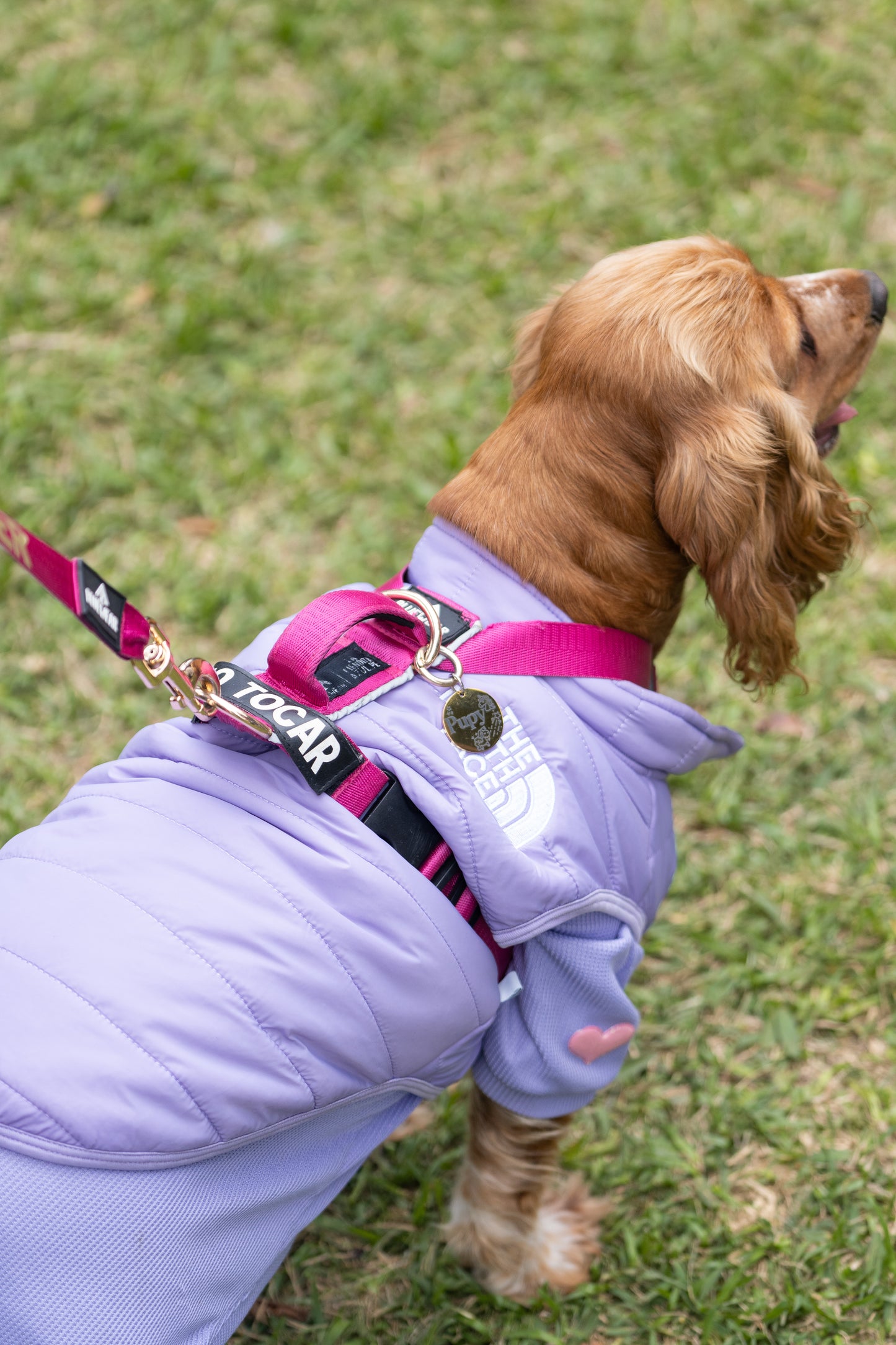 Arnés clásico - Fucsia