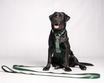 Correa clásica - Color Esmeralda