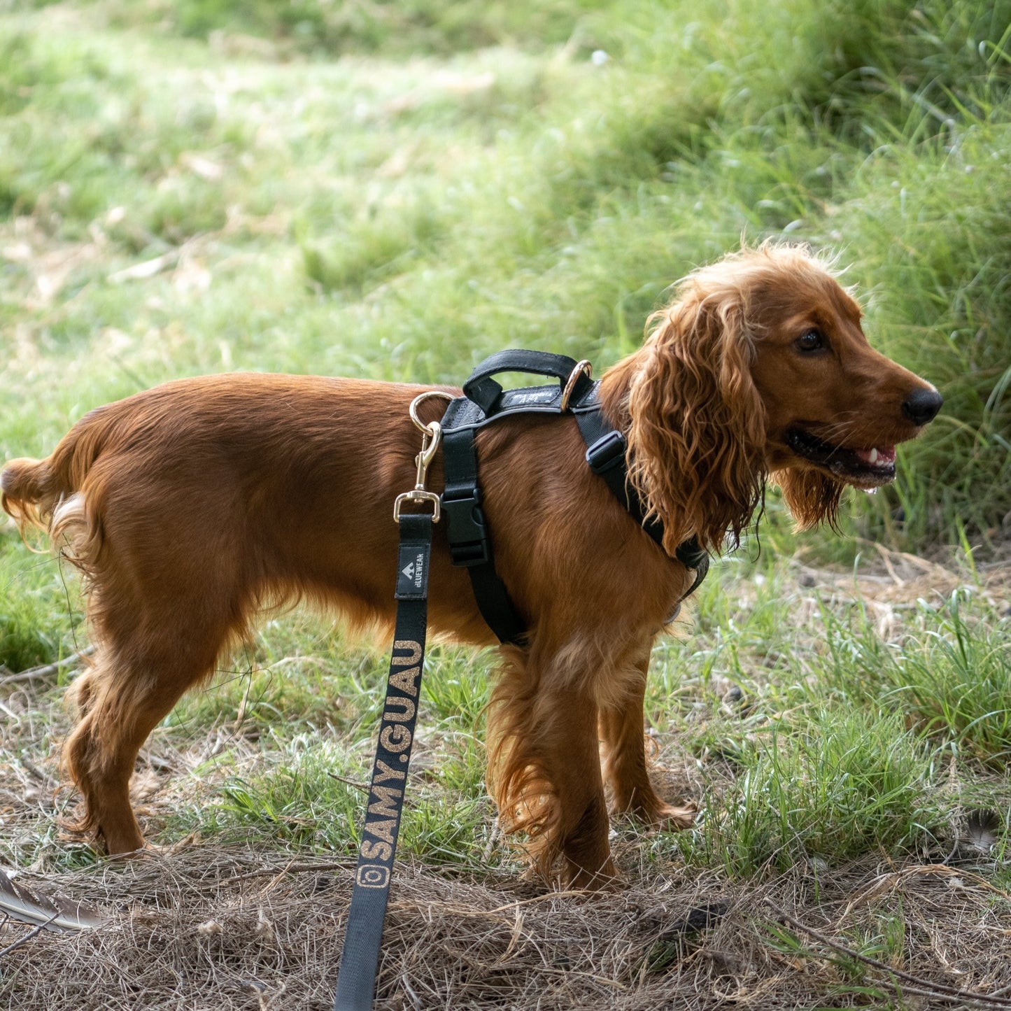 Arnés clásico - Negro