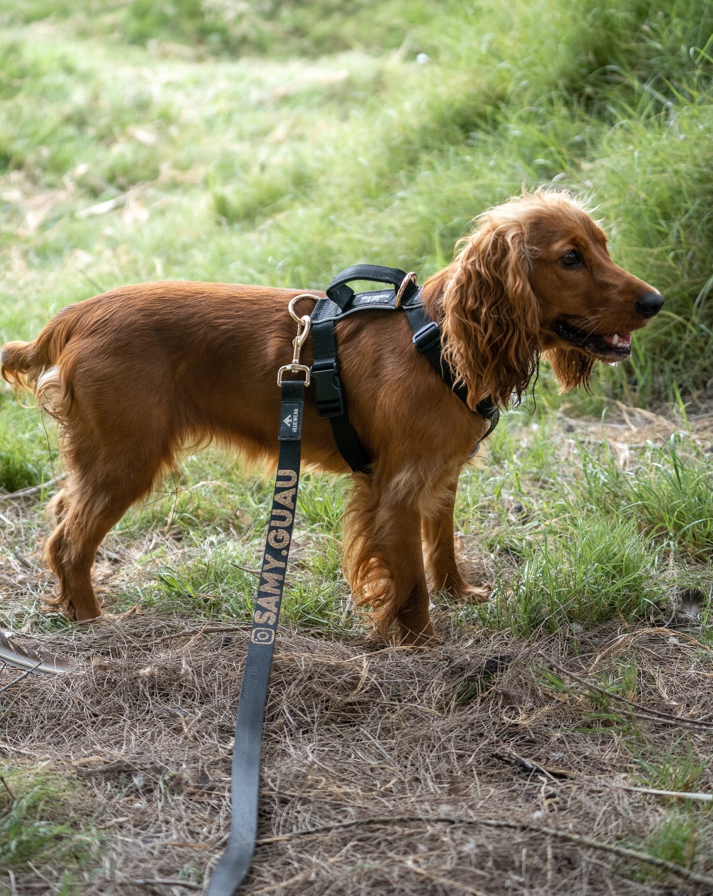 Correa clásica - Color Negro