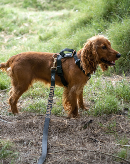 Correa clásica - Color Negro