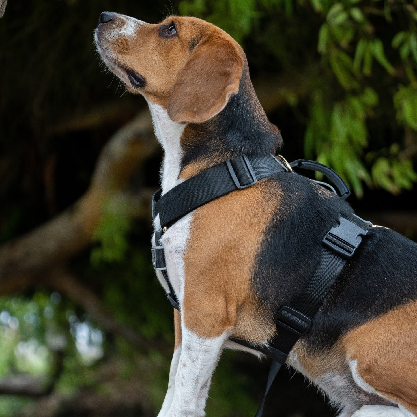 Arnés clásico - Negro