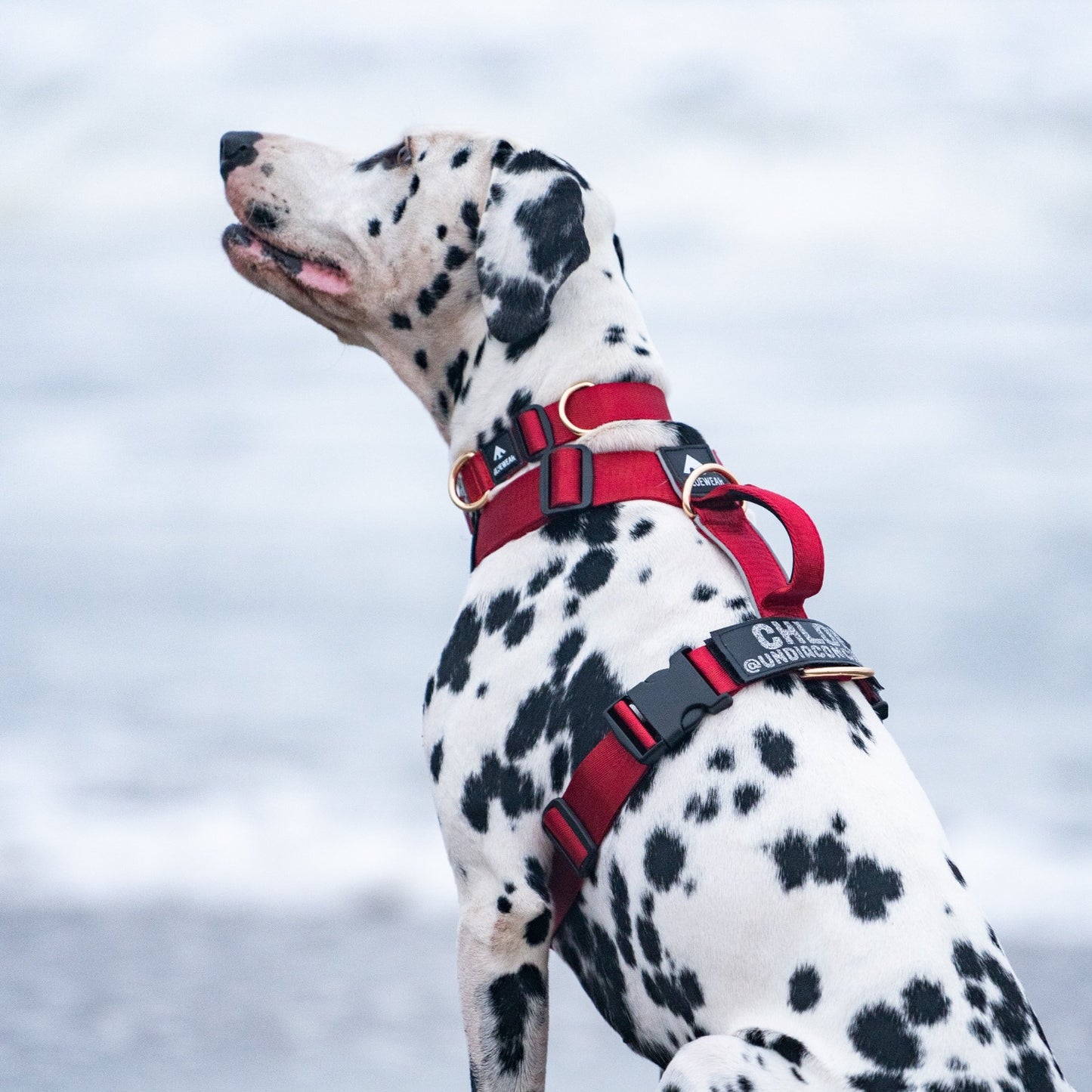 Arnés clásico - Rojo vino