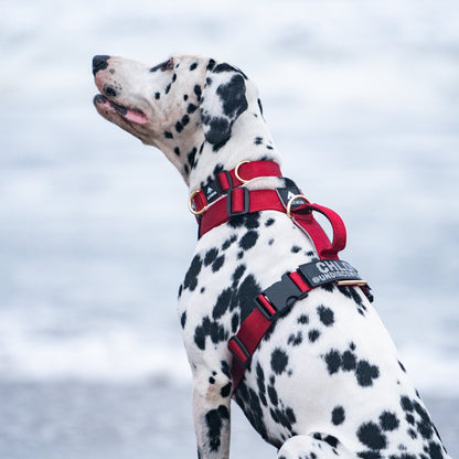 Arnés clásico - Rojo vino