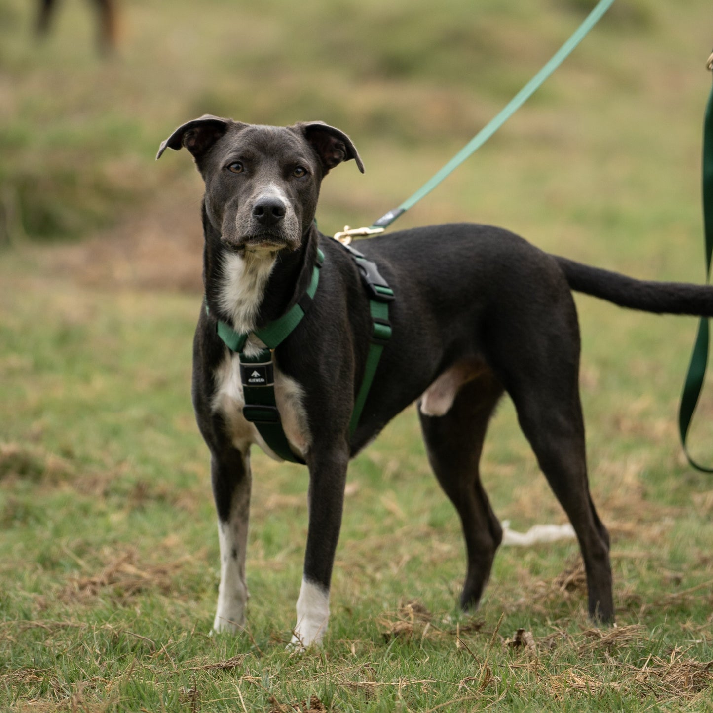 Arnés clásico - Esmeralda