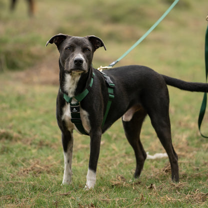 Arnés clásico - Esmeralda