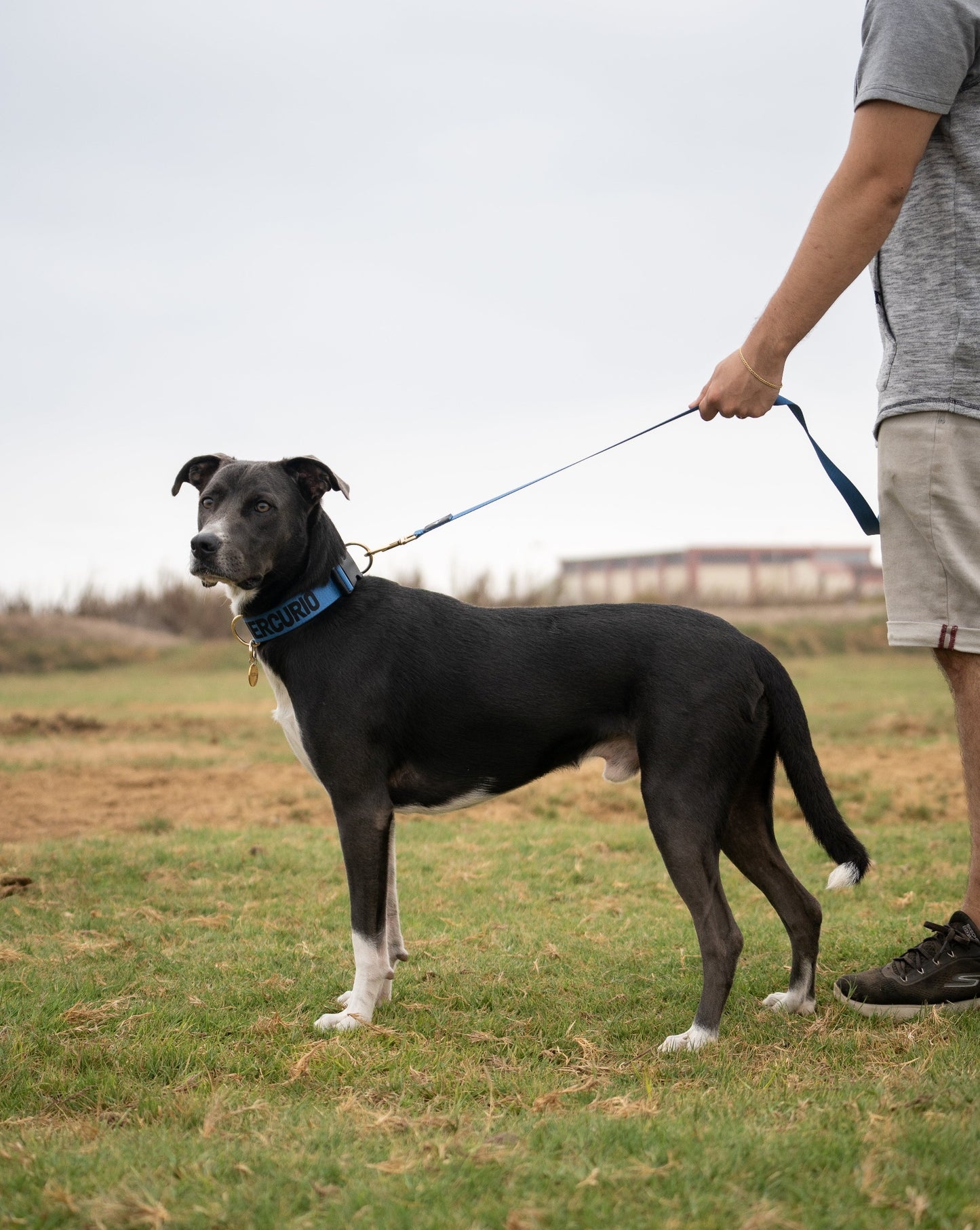 Correa clásica - Color Azul Acero