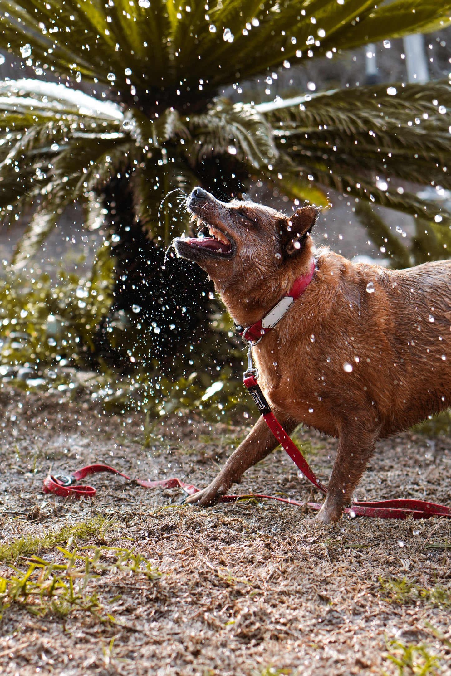 Collar impermeable personalizado - rojo vino