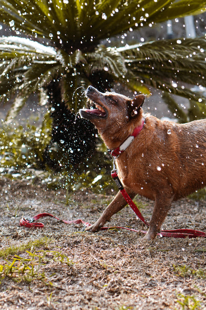 Collar impermeable personalizado - rojo vino