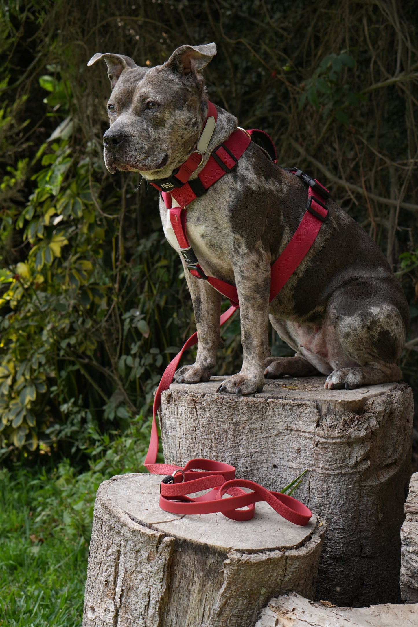 Collar impermeable personalizado - rojo vino