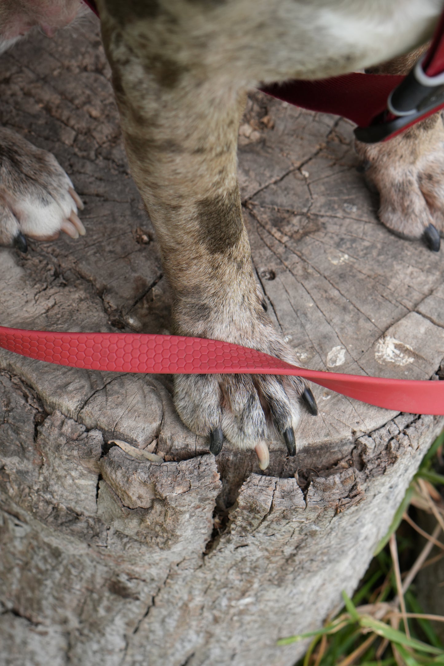 Correa larga impermeable -  Rojo