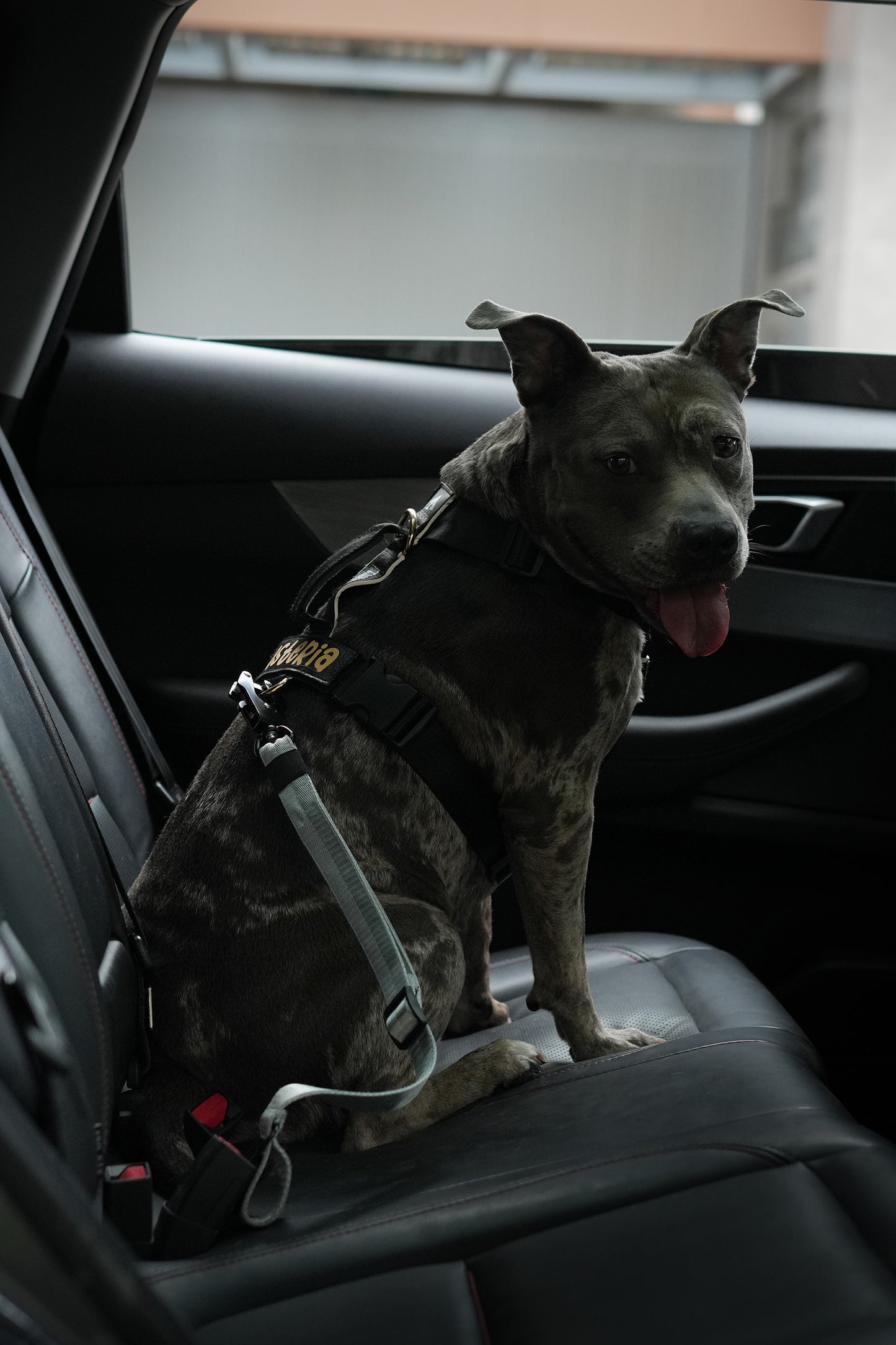 Cinturón de Seguridad para Perros 2 en 1 – Resistente y Ajustable