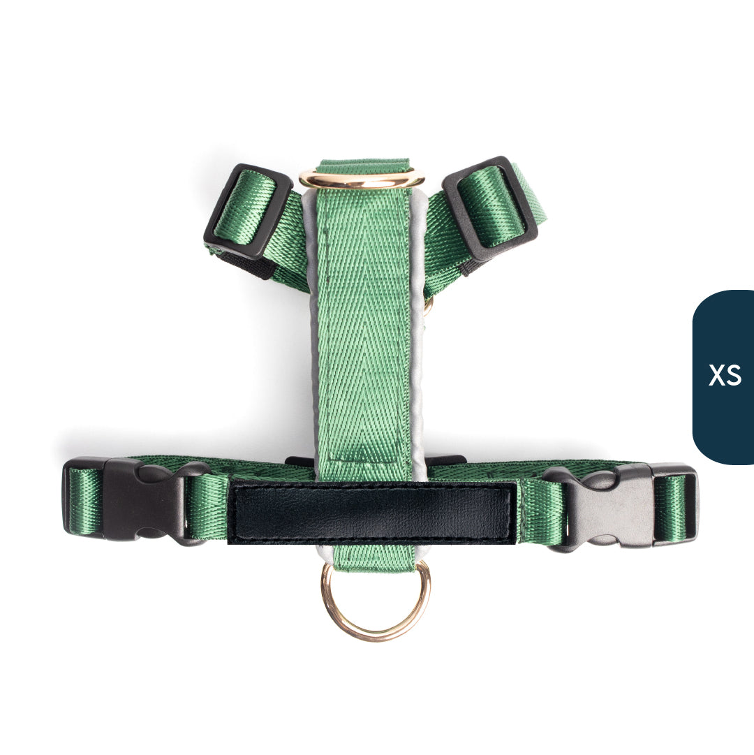 Arnés clásico - Esmeralda