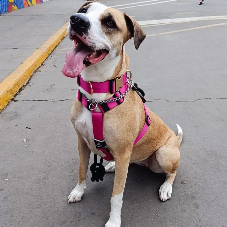 Arnés clásico - Fucsia