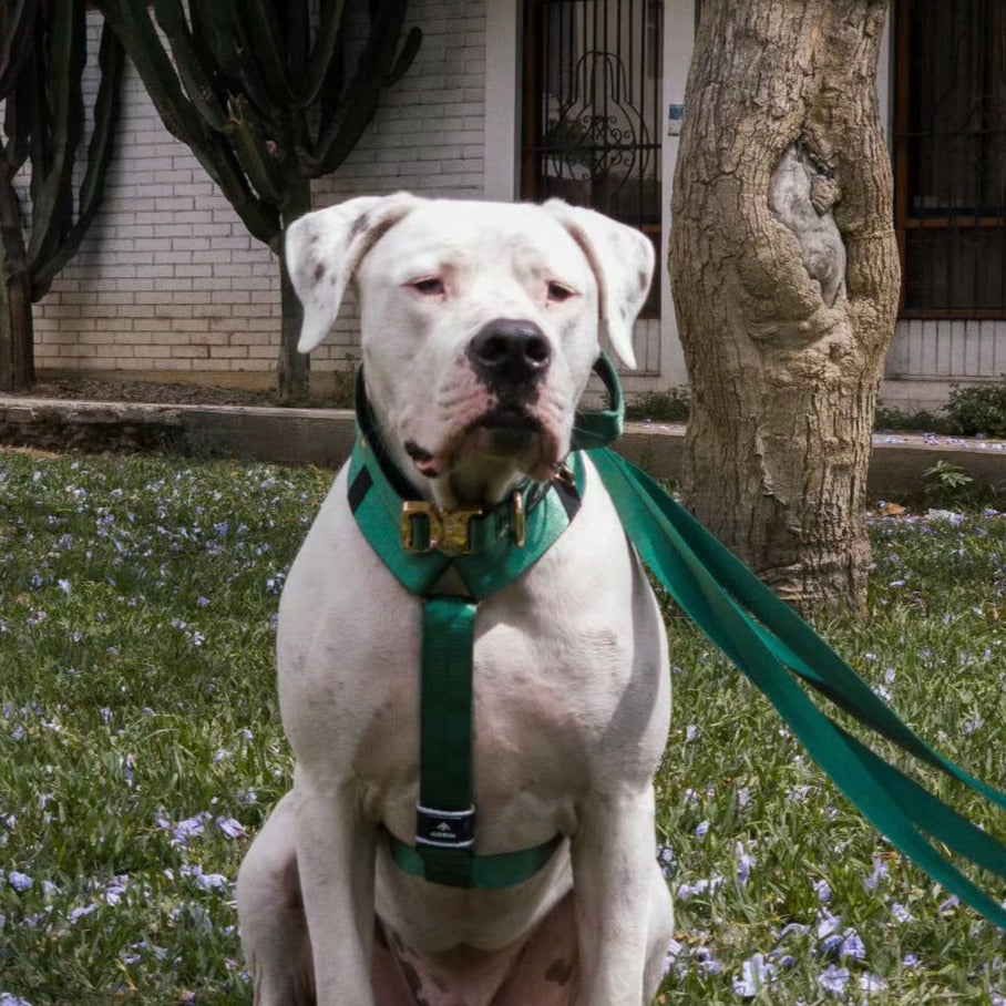 Arnés clásico - Esmeralda