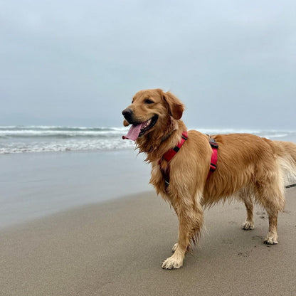 Arnés clásico - Rojo vino