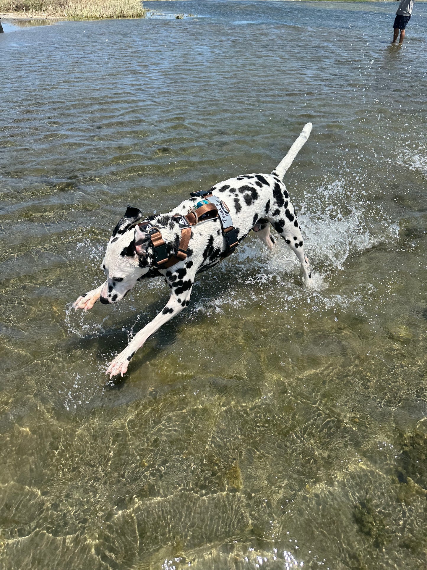 Arnés clásico - Marrón Metálico