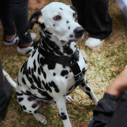 Arnés clásico - Negro