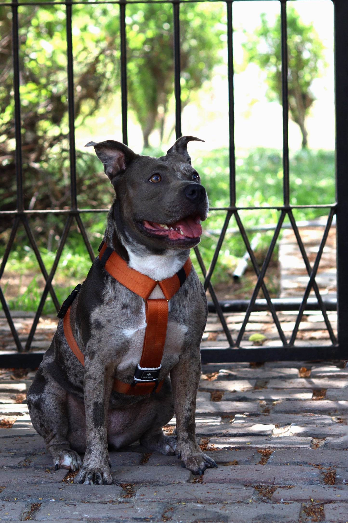 Arnés clásico - Ocre