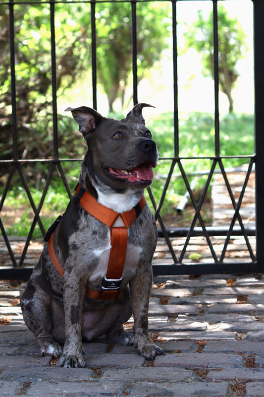 Arnés clásico - Ocre