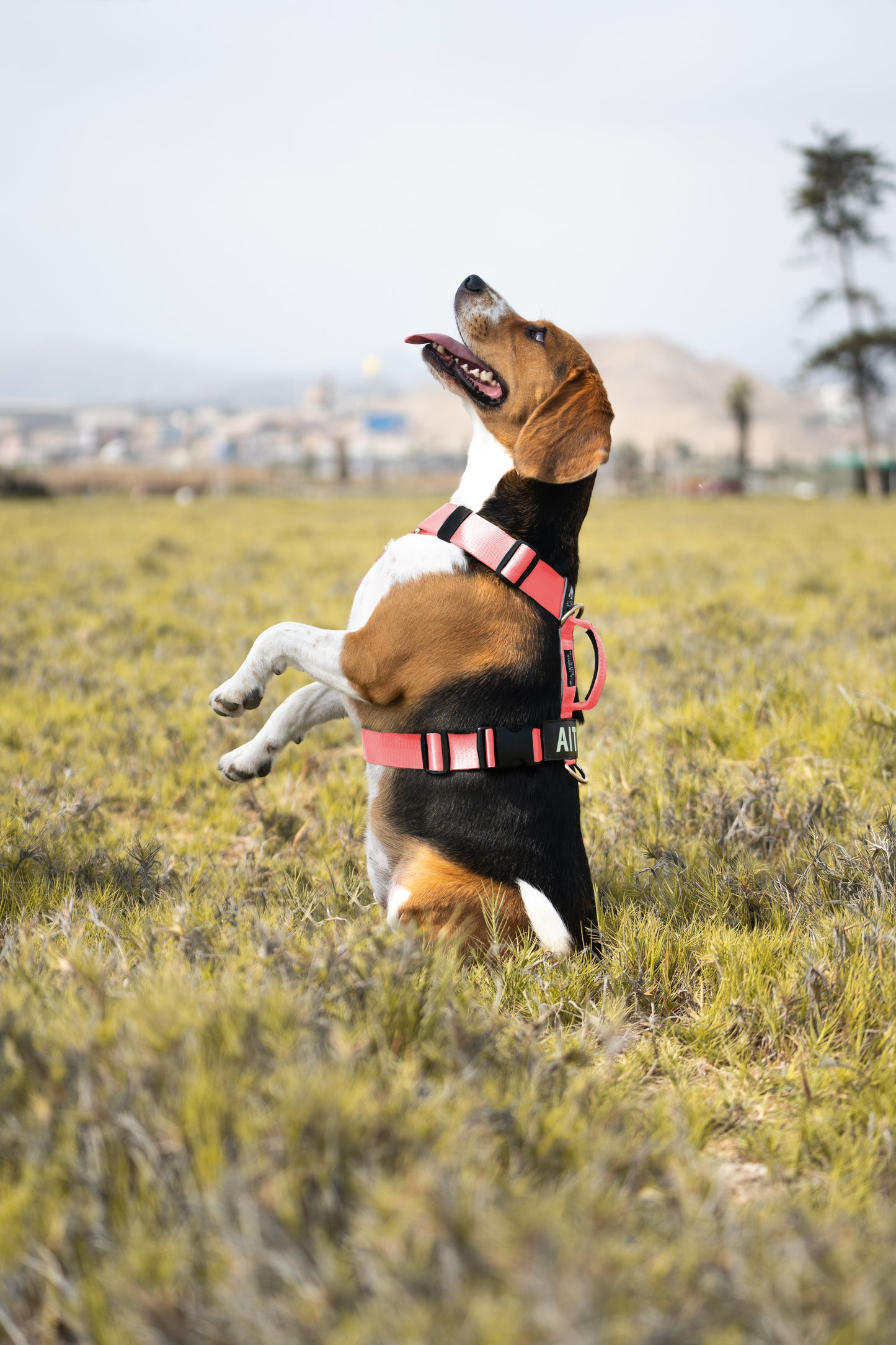 Arnés clásico - Rosa Barbie