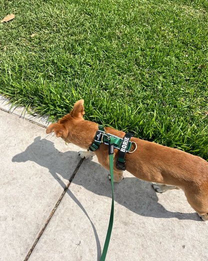 Arnés clásico - Esmeralda