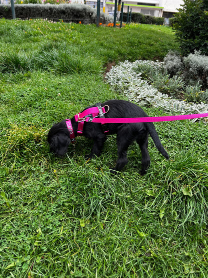 Arnés clásico - Fucsia