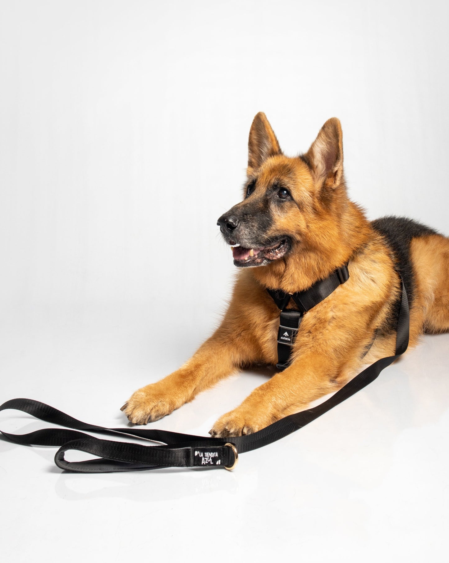 Correa clásica - Color Negro