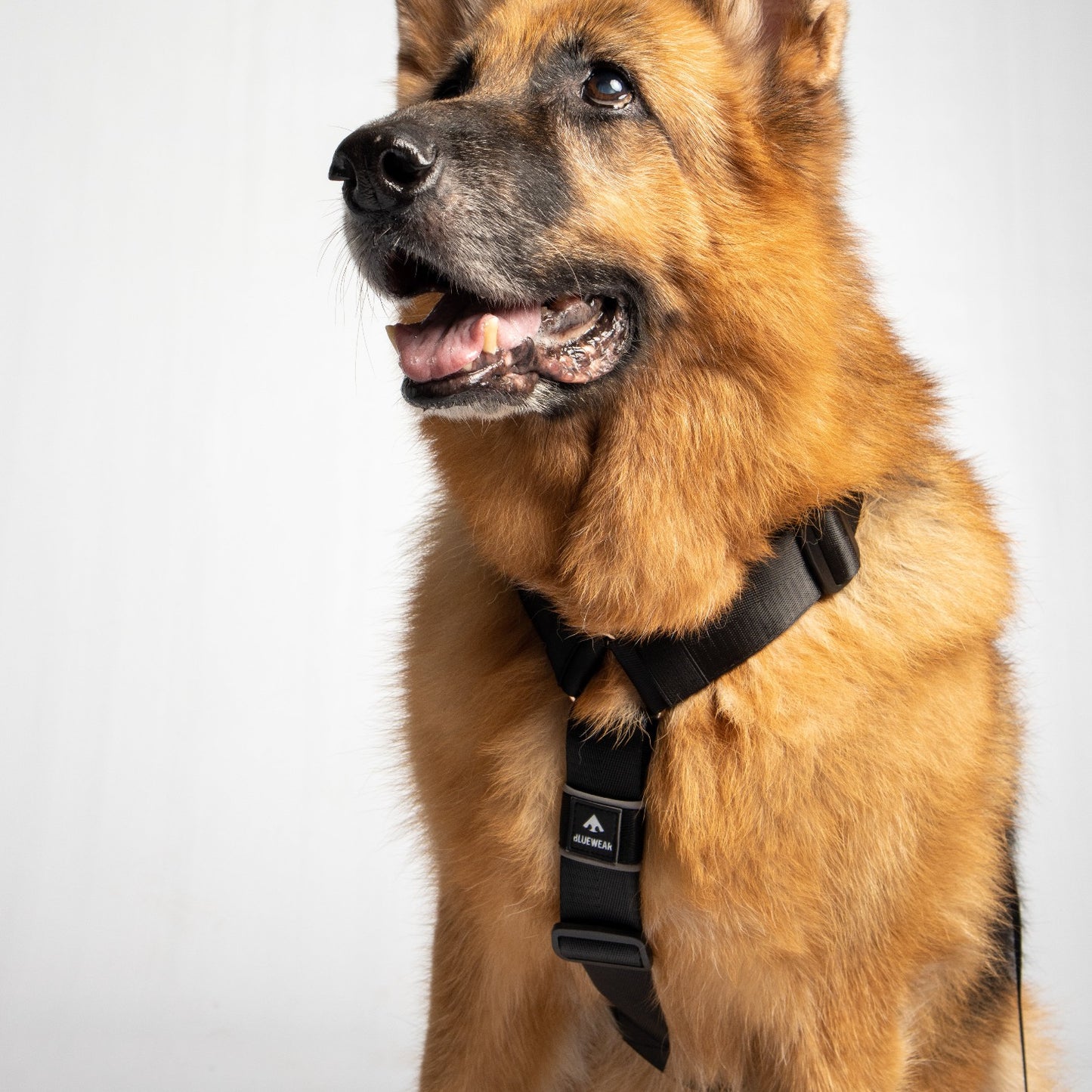 Arnés clásico - Negro