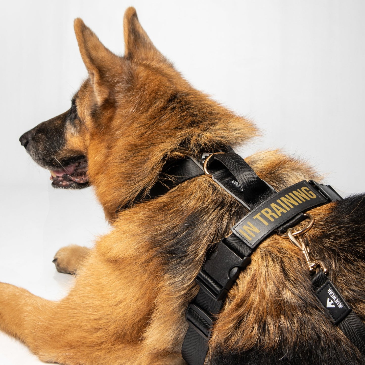 Arnés clásico - Negro