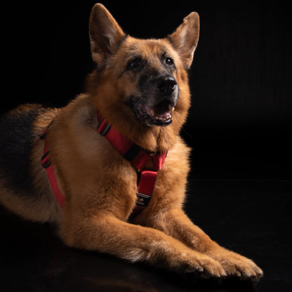 Arnés clásico - Rojo vino