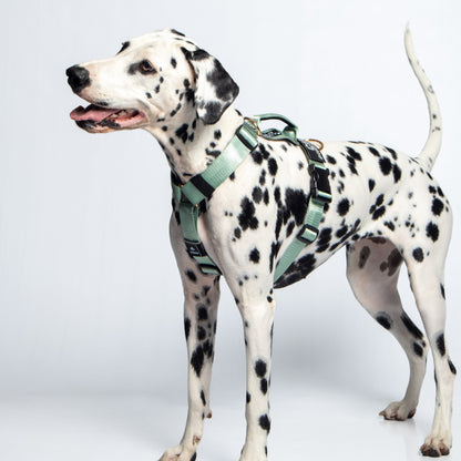 Arnés clásico - Menta