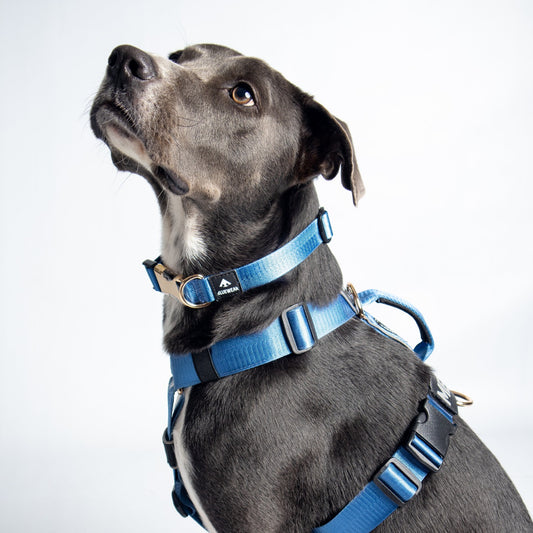 Collar delgado classic - Azul acero