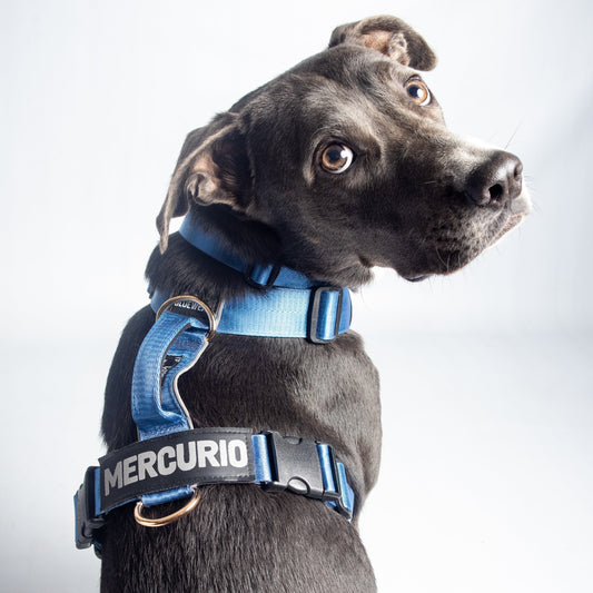 Arnés clásico - Azul acero