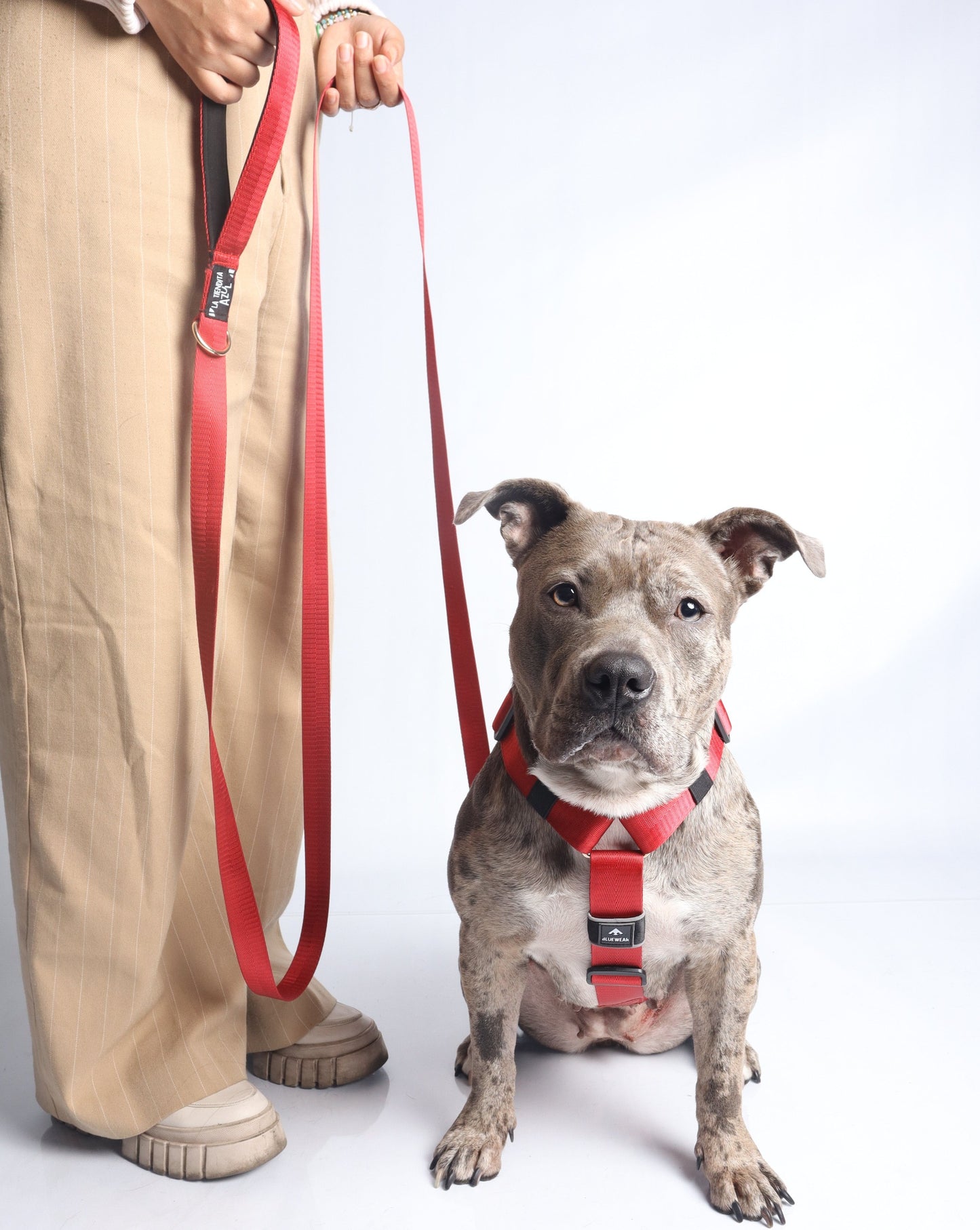 Correa clásica - Color Rojo Vino