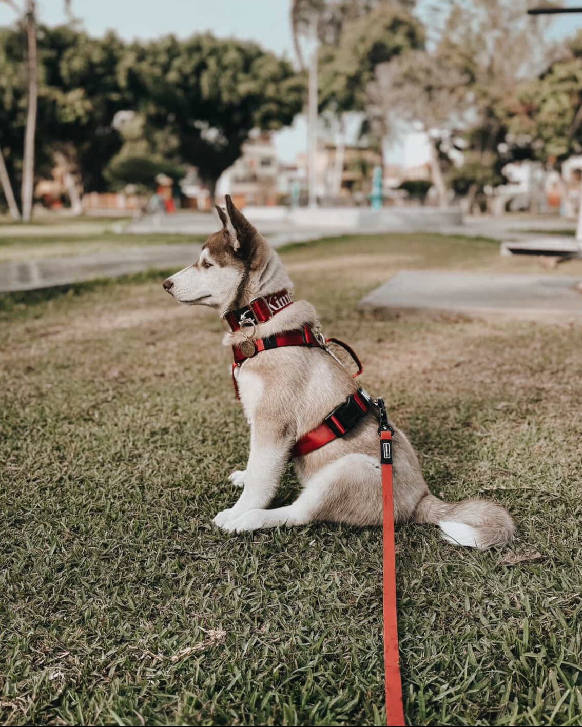 Arnés clásico - Rojo vino