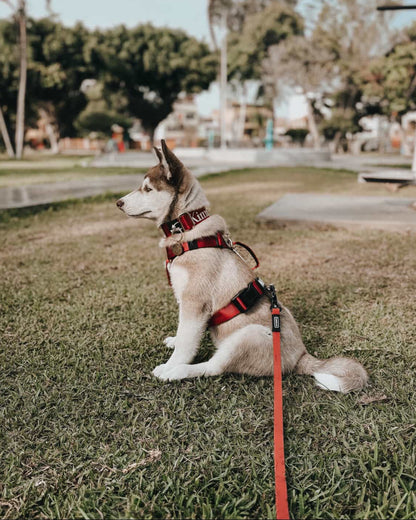 Arnés clásico - Rojo vino