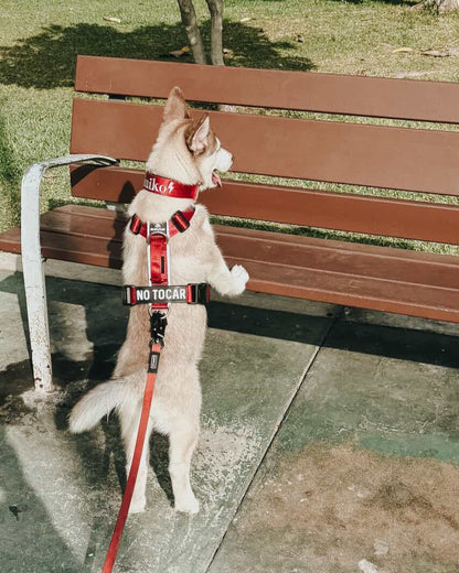 Arnés clásico - Rojo vino