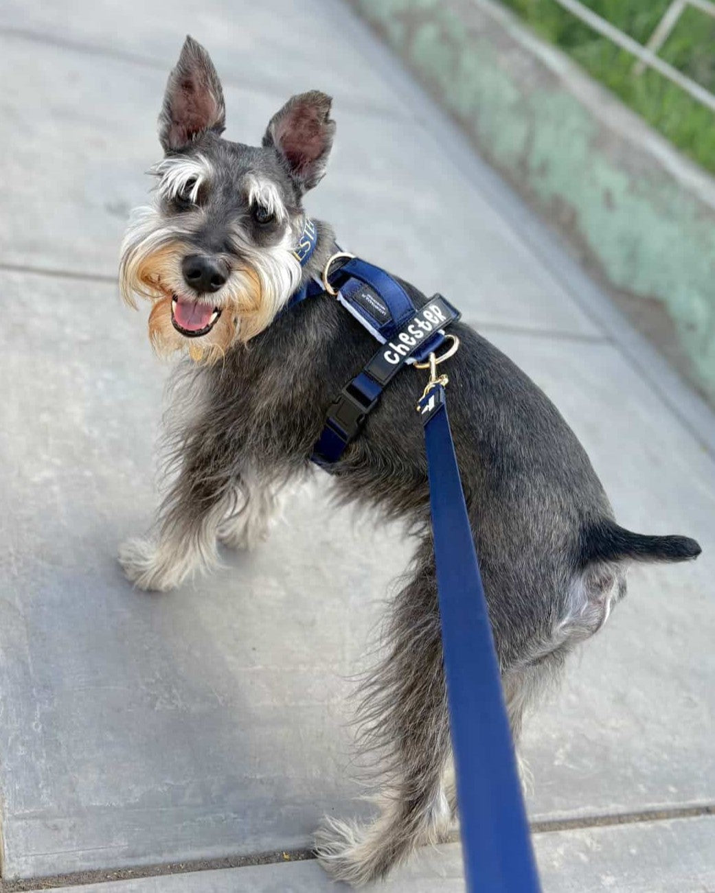 Arnés clásico - Azul Marino