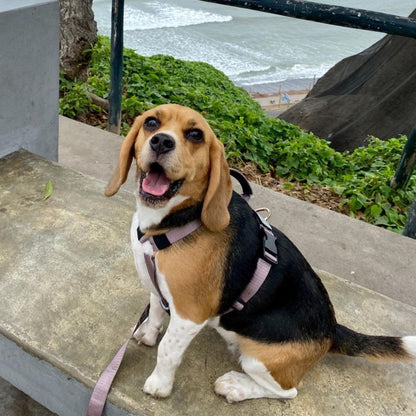 Arnés clásico - Lila