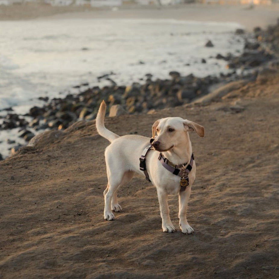 Arnés clásico - Lila